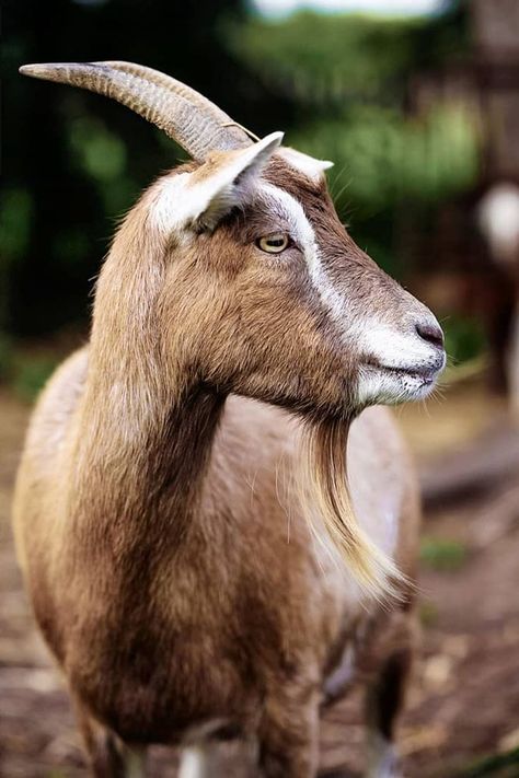 Cute Farm Animals, Farm Pictures, Cute Goats, Barnyard Animals, Goat Farming, Small Farm, Silly Animals, Animal Heads, Country Farm