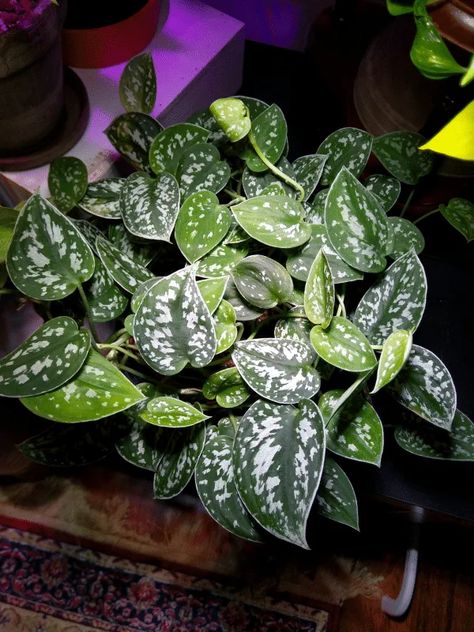 Silver Satin Pothos, Silver Pothos, Pothos Care, Satin Pothos, Scindapsus Pictus, Garden Netting, Plant Care Houseplant, Thriving Garden, Pothos Plant