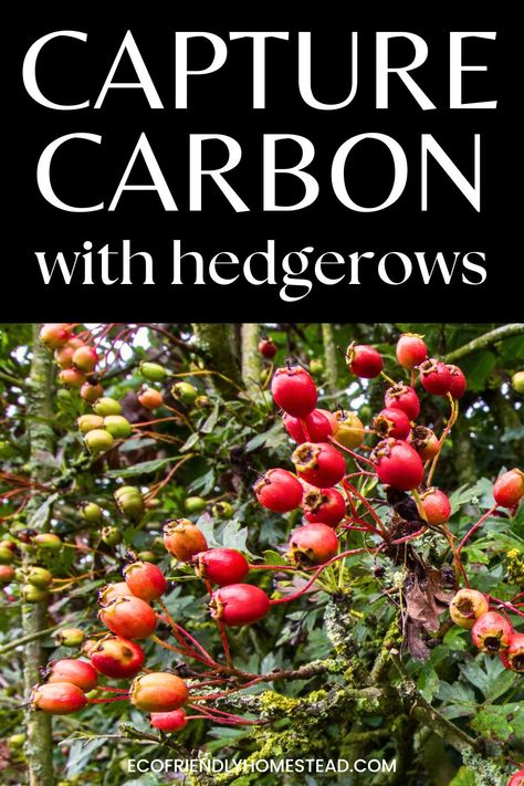 Hedgerow trees and plants grouped together with red berries and fruit, text overlay "capture carbon with hedgerows" Hedgerow Fence, Hedgerow Plants, Birds And Bees, Carbon Sink, Natural Fence, Carbon Sequestration, Bee Garden, Gardening Books, Gardening 101