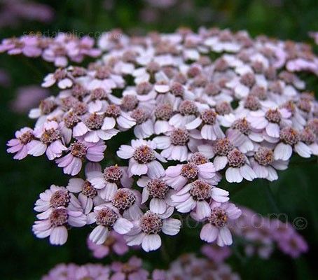 Achillea sibirica var. camtschatica 'Love Parade' has dense clusters of large flat-topped soft pink flowers Love Parade, Pollinator Plants, List Of Flowers, Vegetable Seeds, Side Garden, Wildlife Gardening, Hardy Perennials, Garden Pests, Wholesale Flowers