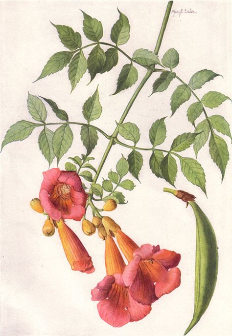 National Geographic Magazine/Volume 31/Number 6/Our State Flowers/The Trumpet Vine - Wikisource, the free online library Kentucky State Flower, Campsis Radicans, List Of Flowers, Trumpet Vine, National Geographic Magazine, Botanical Drawings, Plant Art, Vintage Botanical, Flower Illustration