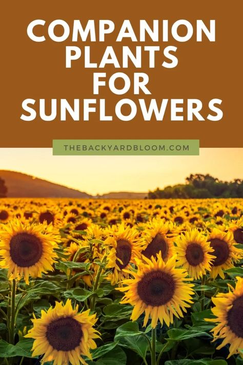 Companion Plants for Sunflowers - The Backyard Bloom Corn Companion Plants, Sunflower Companion Plants, Growing Sunflowers From Seed, Companion Garden, Potato Companion Plants, Garden Diy Hacks, Grow Sunflowers, Best Companion Plants, Companion Planting Chart