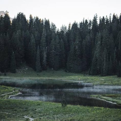 #MountRainier #TipsooLake #Lake Tropical and subtropical coniferous forests, #Conifers Riparian zone, Forest, Temperate coniferous forest - Follow #extremegentleman for more pics like this! Tipsoo Lake, Conifer Forest, Coniferous Forest, Mt Rainier National Park, Forest Habitat, Most Beautiful Images, Mt Rainier, Rainier National Park, World Images