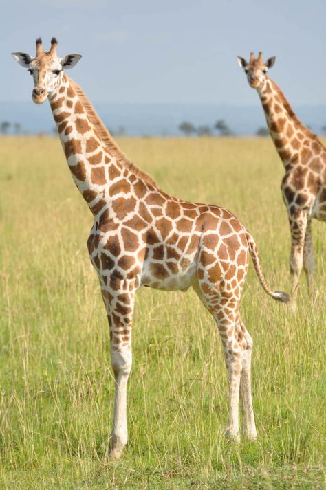 Northern giraffe: Giraffa camelopardalis - Giraffe Conservation Foundation Giraffe Photography, Murchison Falls, Giraffe Photos, Giraffe Pictures, African Giraffe, Africa Wildlife, Wild Animals Pictures, Cute Giraffe, Reptiles Pet