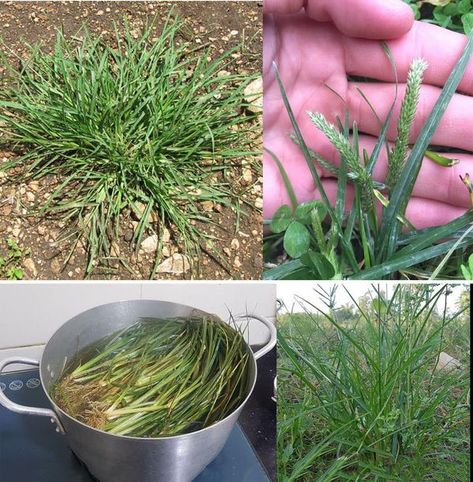 Plants and gardening Goose Grass Benefits, Plants And Gardening, Medicinal Herbs Garden, Herbs Garden, Backyard Plants, Home Health Remedies, Holy Moly, Wellness Routine, Medicinal Herbs