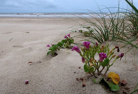 Day Trips: Matagorda Beach: A seashore with social distancing - Columns - The Austin Chronicle Best Beach In Texas, Pearland Texas Things To Do, Corpus Christi Texas Beach, Laguna Gloria Austin, Matagorda Beach Texas, Texas Beaches, Shrimp Boat, Intracoastal Waterway, Bay City