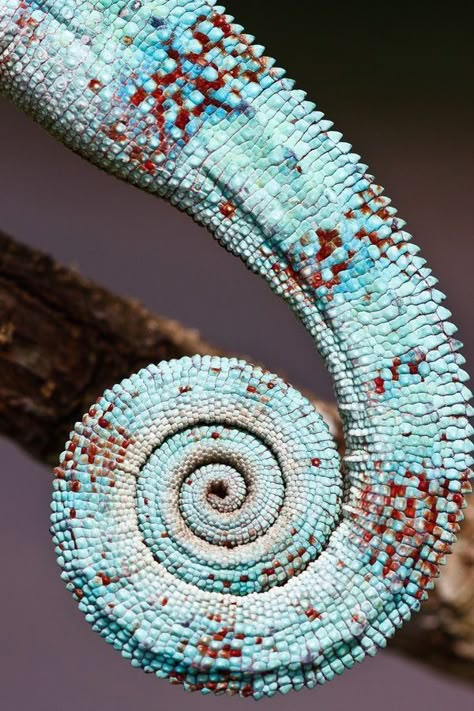 . Pygmy Chameleon, Reptile Reference Photos, Chameleon Photography, Chameleon Tongue, Horned Chameleon, Fractals In Nature, Spirals In Nature, Geometry In Nature, Amazing Animal Pictures