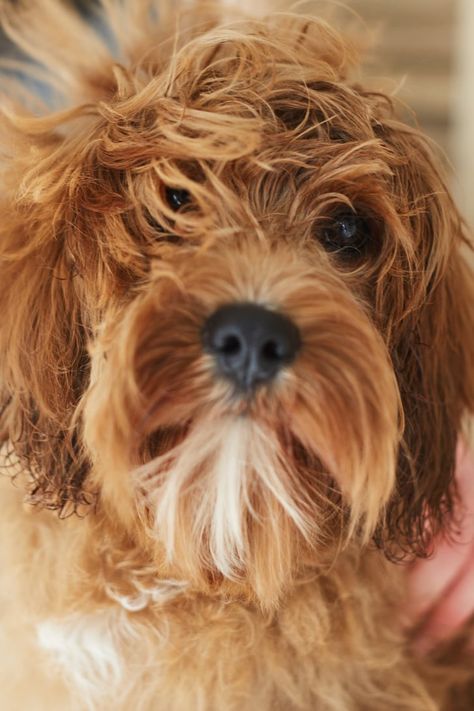 How to Fix Matted Dog Hair How To Get Mats Out Of Dog Hair, Matted Dog Hair, Blood Blister, Knot Out, Matted Hair, Textured Coat, Dog Varieties, Hair Knot, Wheaten Terrier