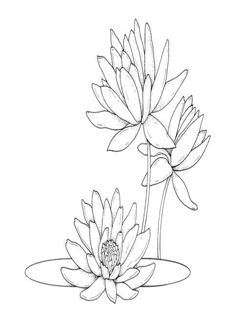 Water Lily Drawing, Hur Man Ritar Blommor, Lotus Drawing, Lilies Drawing, Plant Drawing, Trendy Flowers, Flower Coloring Pages, Flower Doodles, Free Printable Coloring