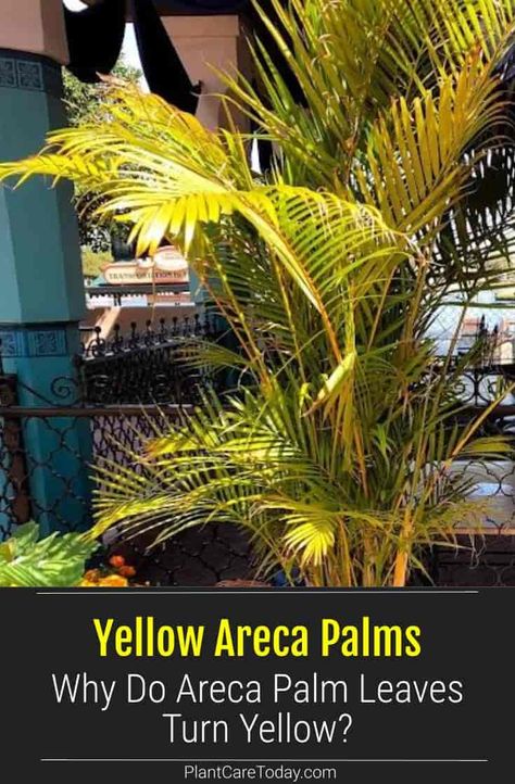 Areca Palm Leaves Turning Yellow: The Cause and Solution Areca Palm Outdoor Landscape, How To Care For A Palm Plant, Areca Palm Care, Palm Plant Indoor, Areca Palm Indoor, Erica Palm Plant, Palm Plant Care, Adonidia Palm, Potted Palm Trees