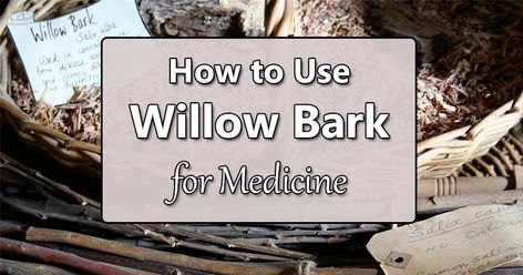 How to Use Willow Bark for Medicine + Dosage Amounts - Superfood Journal Willow Bark Tea, Willow Bark Extract, Pliny The Elder, Willow Bark, Upset Stomach, Study Test, How To Treat Acne, Superfoods, Pain Relief