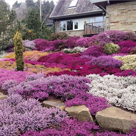 Heather Gardens, Small Evergreen Shrubs, Garden Front Of House, Heather Plant, Sloped Garden, Ground Cover Plants, How To Attract Birds, Front Garden, Winter Garden