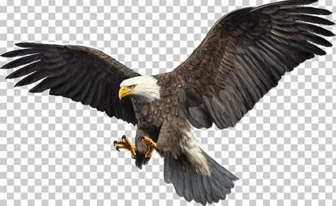 Ice Png, Eagle Png, Eagle Artwork, White Tailed Eagle, Eagle Drawing, Eagle Images, Funny Artwork, Eagle Wallpaper, Eagle Pictures