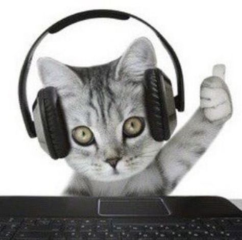 Cat Listening To Music, Cat Headphones, Fluffy Kittens, Silly Cats Pictures, Animal Jokes, Silly Cats, Cat Pin, Exotic Pets, Cat Pics