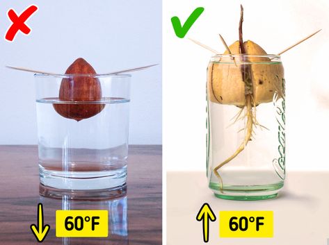 Grow Avocado From Pit, Avocado Plant From Seed, Avocado Seed Growing, Avocado Pit, Garden Hacks Diy, Growing Trees, Avocado Plant, Grow Avocado, Avocado Seed