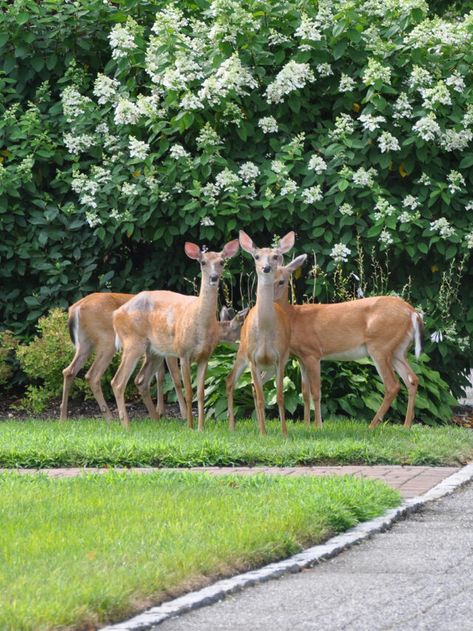 Dad’s trick: how to keep deer out of your yard or garden - Tyrant Farms Irish Spring Soap, Spring Soap, Deer Garden, Deer Repellant, Irish Spring, Row Covers, Electric Fence, Ornamental Plants, Rural Landscape