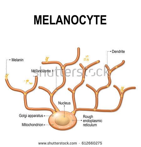 Structure of Melanocyte (melanin producing cells). Melanin is the pigment responsible for skin color - buy this illustration on Shutterstock & find other images. Biology Diagrams, Skin Anatomy, Natural Skin Lightening, Mary Kay Skin Care, Science Illustration, Business Poster, Skin Science, Aesthetic Clinic, Health Science