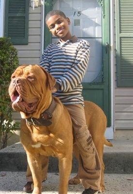 Logical conclusion French Mastiff Puppies, French Mastiff Dog, Mastiff Puppies For Sale, Mastiff Dog Breeds, English Mastiff Puppies, Pet Anime, Bordeaux Dog, Mastiff Breeds, Dog Valentine