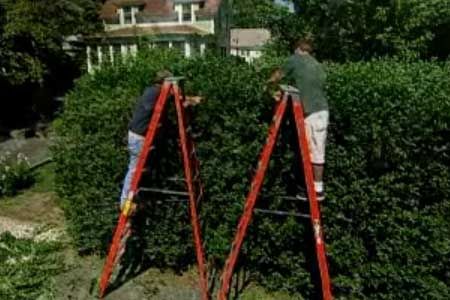 In this how-to video, This Old House landscape contractor Roger Cook breathes new life into an old, overgrown hedge City Gardening, Cedar Hedge, Privet Hedge, Kitchen Ipad, Lawn Mowing, Landscaping Inspiration, Yard Care, This Old House, Garden Animals