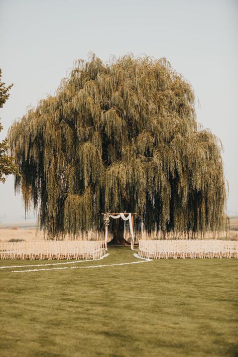 Under A Willow Tree, A Willow Tree, Forest Theme Wedding, Dream Wedding Venues, The Emmys, Have Inspiration, Future Wedding Plans, Dream Wedding Ideas Dresses, Grace Loves Lace