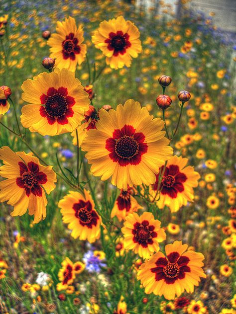 The Meadows, Mellow Yellow, Types Of Flowers, Flowers Nature, Flower Field, Beautiful Blooms, Dream Garden, Plant Life, Love Flowers