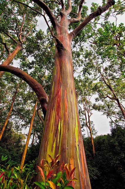 Rainbow Eucalyptus Tree by philhaber, via Flickr Unusual Trees, Australian Botanicals, Rainbow Eucalyptus Tree, Prunus Mume, Rainbow Eucalyptus, Weird Trees, Rainbow Tree, Eucalyptus Tree, Beautiful Trees