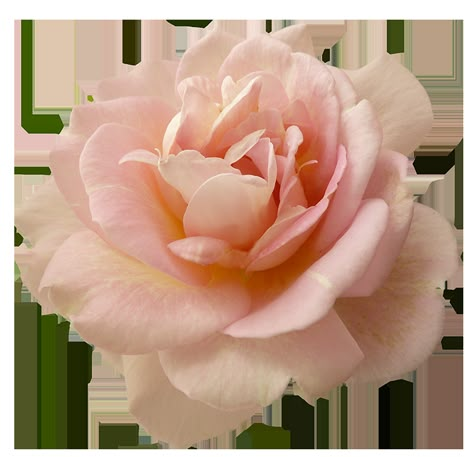 Beautiful pink rose flower Flower Png Images, Rosé Png, Rose Clipart, Peach Aesthetic, Aesthetic Roses, Transparent Flowers, Flower Icons, Beautiful Pink Roses, Light Pink Flowers