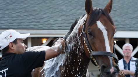 Betting on Preakness Stakes 2024? Here's why each horse can — and can't — win at Pimlico Horse Betting, Preakness Stakes, Derby Winners, Race Course, Derby Horse, Santa Anita, Churchill Downs, Triple Crown, Preakness