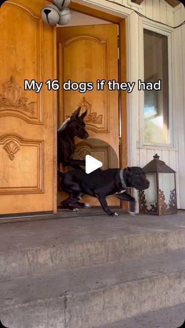 Sheep Herding Dogs, Funny Videos Dogs, Family Photos With Dogs, Gsd Funny, Worlds Largest Dog, Friends Videos, Louis Prima, German Shepherd Funny, Pennies From Heaven