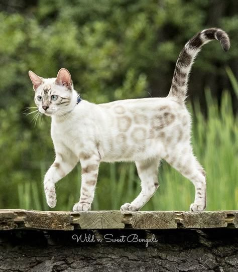 Snow Bengal, Bengal Cat Breeders, Cat Poses, Cat References, Bengal Kitten, Cat Breeder, Cat Reference, Bengal Cats, Gorgeous Cats