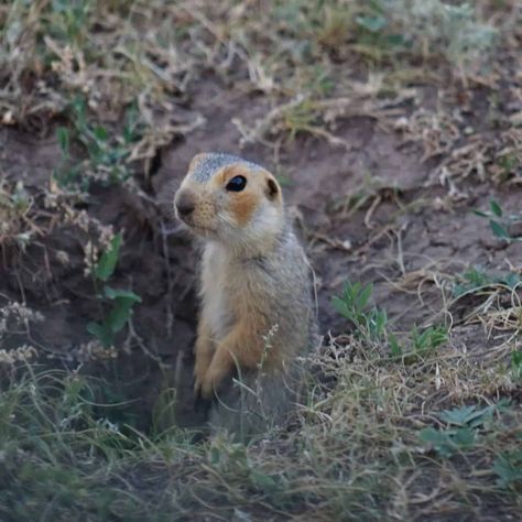 How To Get Rid Of Pocket Gophers, Gofer Repellent, Gophers Get Rid Of, How To Get Rid Of Gophers In Yard, Getting Rid Of Gophers, Tomato Worms, Growing Sage, Animal Traps, Natural Mosquito Repellant