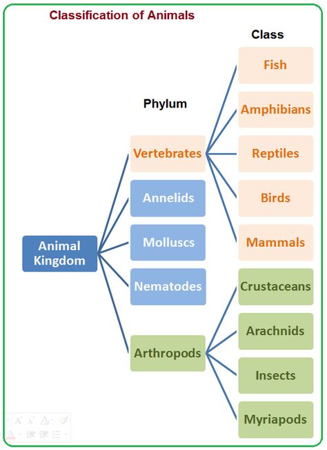 4: Animal Kingdom - Classification | Biology Notes for IGCSE 2014 Animalia Kingdom, Kingdom Classification, Learn Biology, Instagram Bio Ideas, Study Biology, Animal Classification, Biology Classroom, Biology Facts, Head Drawing