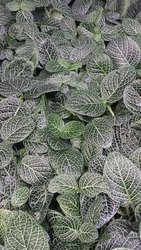 Fittonia albivenis Acanthaceae Argyroneura Group Fittonia Albivenis, Year 2