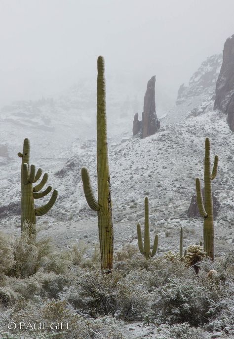 Desert Snow, Lost Dutchman State Park, Cold Desert, Desert Arizona, Sonora Desert, Living In Arizona, Superstition Mountains, Desert Dream, Gold Mine