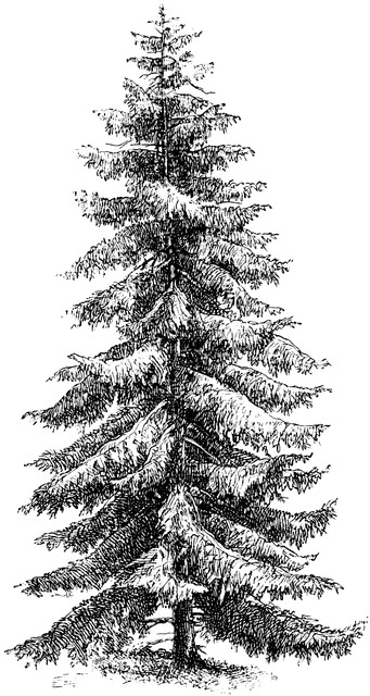 Picea Excelsa | ClipArt ETC Norway Spruce Tree, Pine Tree Drawing, Pine Tree Art, Tree Drawings Pencil, Norway Spruce, Tree Sketches, Pen Art Drawings, Engraving Illustration, Spruce Tree