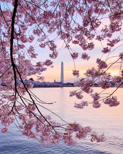 Cherry Blossom Washington Dc, National Mall Washington Dc, Cherry Blossom Dc, Dc Photography, Blossom Season, Cherry Blossom Festival, Cherry Blossom Season, Dc Travel, National Mall