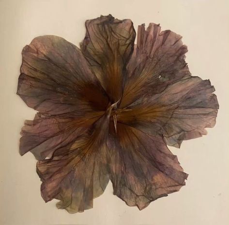 Brown Flowers Aesthetic, Brown Aesthetic Flower, Dry Flowers Aesthetic, Flower Profile Picture, Brown Aesthetic Pfp, Dried Flower Aesthetic, Dried Flowers Aesthetic, Brown Moodboard, Terrence Loves You