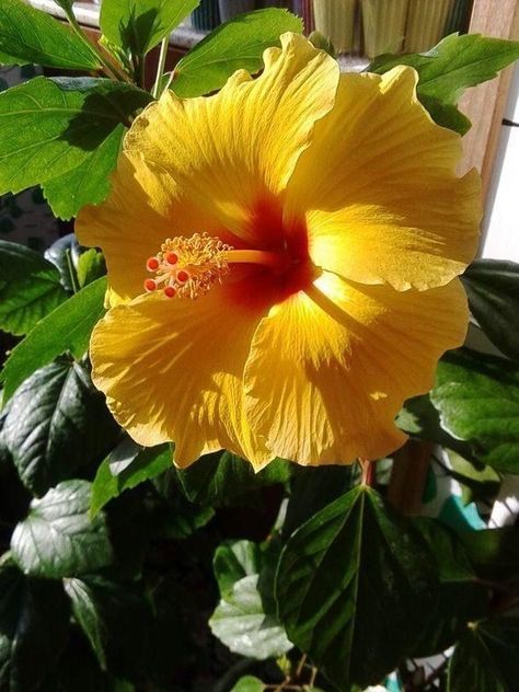 The best wallpapers of all time! Yellow Hibiscus Aesthetic, Scenery Wallpaper Anime, Wallpaper Anime Scenery, Yellow Hibiscus Flower, Fav Flower, Nails Flowers, Yellow Petals, Yellow Hibiscus, Hibiscus Plant