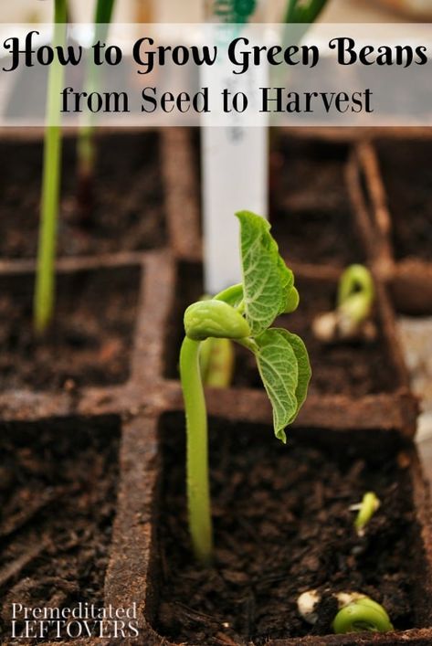 How to Grow Green Beans from Seed to Harvest Planting Green Beans, Growing Bush Beans, Grow Green Beans, Green Bean Seeds, Growing Green Beans, Growing Beans, Card Quotes, Bush Beans, Growing Greens