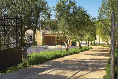 lavender and olive trees gorgeous landscape; La Bastide - located in Irvine, CA in Shady Canyon; builder is Robert Ferguson; designer is Carolyne Ferguson; photo by  Toby Pannay; listing by Surterre Properties http://www.surterreproperties.com/idx/listings/U11003365/details.html Interior Design Spanish, Zen Garden Landscape, Tree Courtyard, French Style Garden, Modern Backyard Ideas, Gate Driveway, California Luxury, Rustic Mediterranean, Urban Backyard