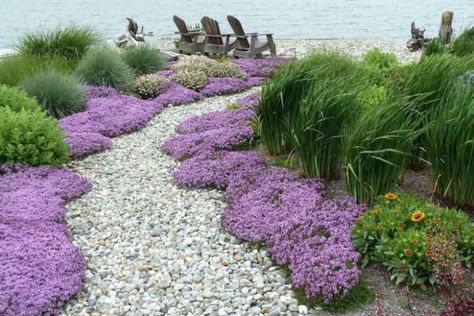 From creeping thyme to lady's mantle, these five flowering, low-maintenance plants are great for covering the bare ground under trees, backyard, front garden, or wherever you feel the need to see a pop of color. Coastal Backyard, Miscanthus Sinensis Gracillimus, Thymus Serpyllum, Seaside Garden, Backyard Garden Landscape, Easy Landscaping, Coastal Gardens, Ground Cover Plants, Traditional Landscape