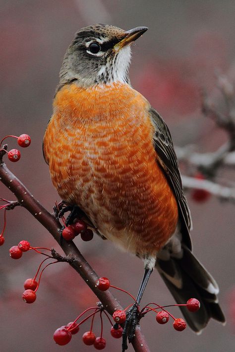 American Robin | An often overlooked bird, the American robi… | Flickr Robin Bird Tattoos, Robin Tattoo, American Robin, Bird Tattoo, Robin Bird, Pet Bird, Button Art, Backyard Birds, Bird Pictures