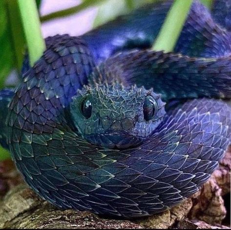 Cool Snakes, Pretty Snakes, Regnul Animal, Blue Snake, Cute Reptiles, Cute Snake, Beautiful Snakes, Pet Snake, Rare Animals