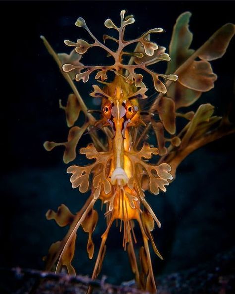 Dragon Portrait, Leafy Sea Dragon, Nature Portraits, Sea Dragons, Oceans Apart, Being Patient, Sea Horses, Puffer Fish, Beautiful Sea Creatures