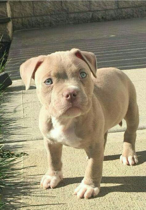 Very Cute Puppies, Really Cute Puppies, English Bulldog Puppies, Cute Animals Puppies, Very Cute Dogs, English Bulldog Puppy, Cute Little Puppies, Cute Animals Images, Pitbull Puppies