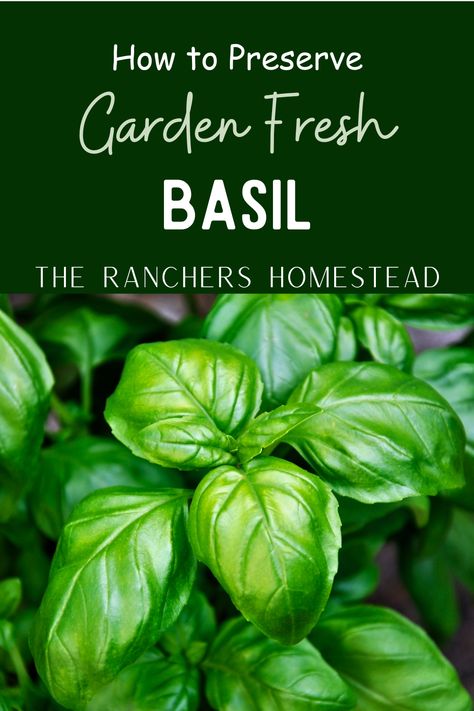 The best way for preserving garden fresh basil - The Ranchers Homestead Preserving Basil, Fresh Basil Recipes, Freezing Tomatoes, What Is Gluten Free, Pesto Recipes, Dried Basil Leaves, Basil Pesto Recipes, Nourishing Traditions, Basil Plant