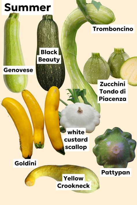 Types of summer squash to grow in the garden Types Of Squash Summer, Squash Companion Plants, Types Of Zucchini, Squash Ideas, Types Of Squash, Squash Types, Outdoor Greenery, Allotment Ideas, Gardening Journal