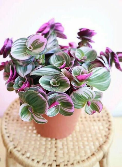 Fast Growing Plants and flowers for pots, baskets, planters, and containers. #fast #houseplants #indoorplants Indoor Plant Wall, Plant Goals, نباتات منزلية, Hanging Plant Wall, Leafy Plants, Inside Plants, Pink Plant, Fast Growing Plants, Plant Decor Indoor