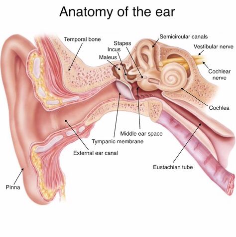 The anatomy of the ear. Such a complex (and genius) design for such a simple (but important) function. Basic Anatomy, Ear Anatomy, Basic Anatomy And Physiology, Middle Ear, Anatomy And Physiology, The Ear, Anatomy, Nursing, Health And Beauty