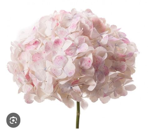 Light Pink Hydrangea, Blush Hydrangea, Wedding Flowers Gypsophila, Pink Homescreen, Lamps Diy, September Wedding Flowers, Inexpensive Wedding Flowers, Daisy Wedding Flowers, Wedding Flowers Wildflowers